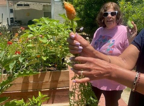 A woman in a pink shirt and sunmglasses smiles holding up a giant carrot she plucked from her growing garden in the backyard.